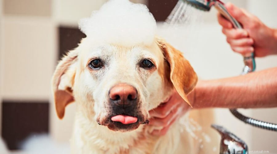 Как предотвратить распространенную зимнюю болезнь у собак?