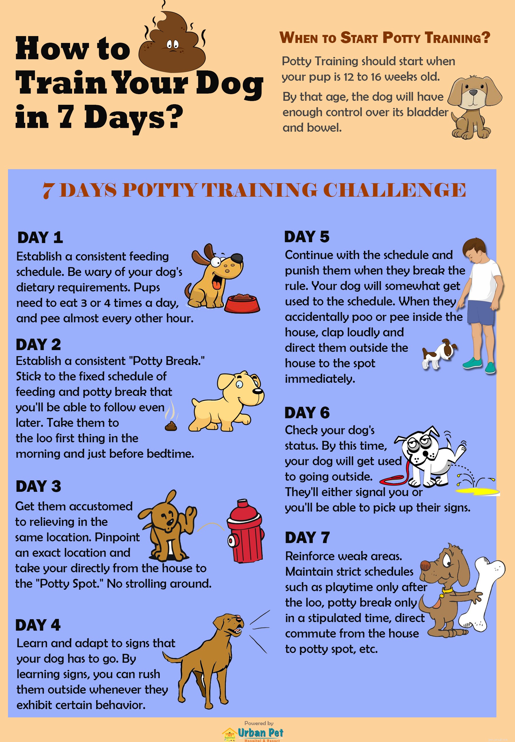 Come faccio ad addestrare il mio cane al vasino in soli 7 giorni?