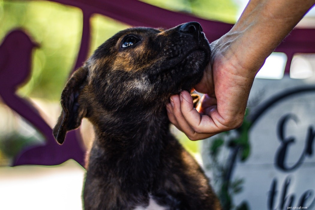 Fakta o navrácení a adopci psů