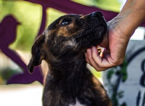 Fatos sobre realojamento e adoção de cães