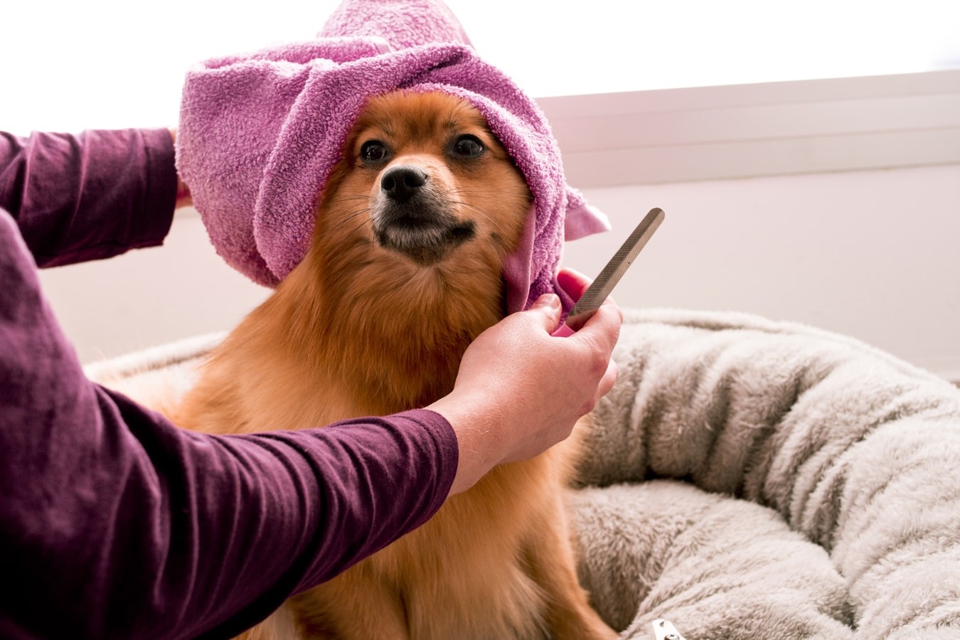 La caduta dei capelli è comune nei cani?