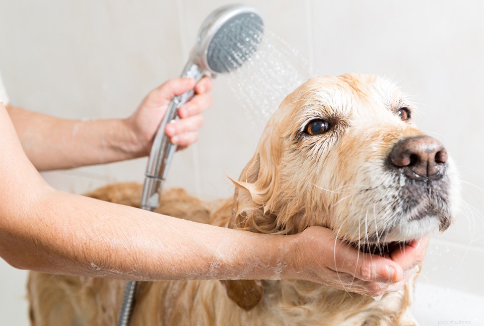 Är håravfall vanligt hos hundar?