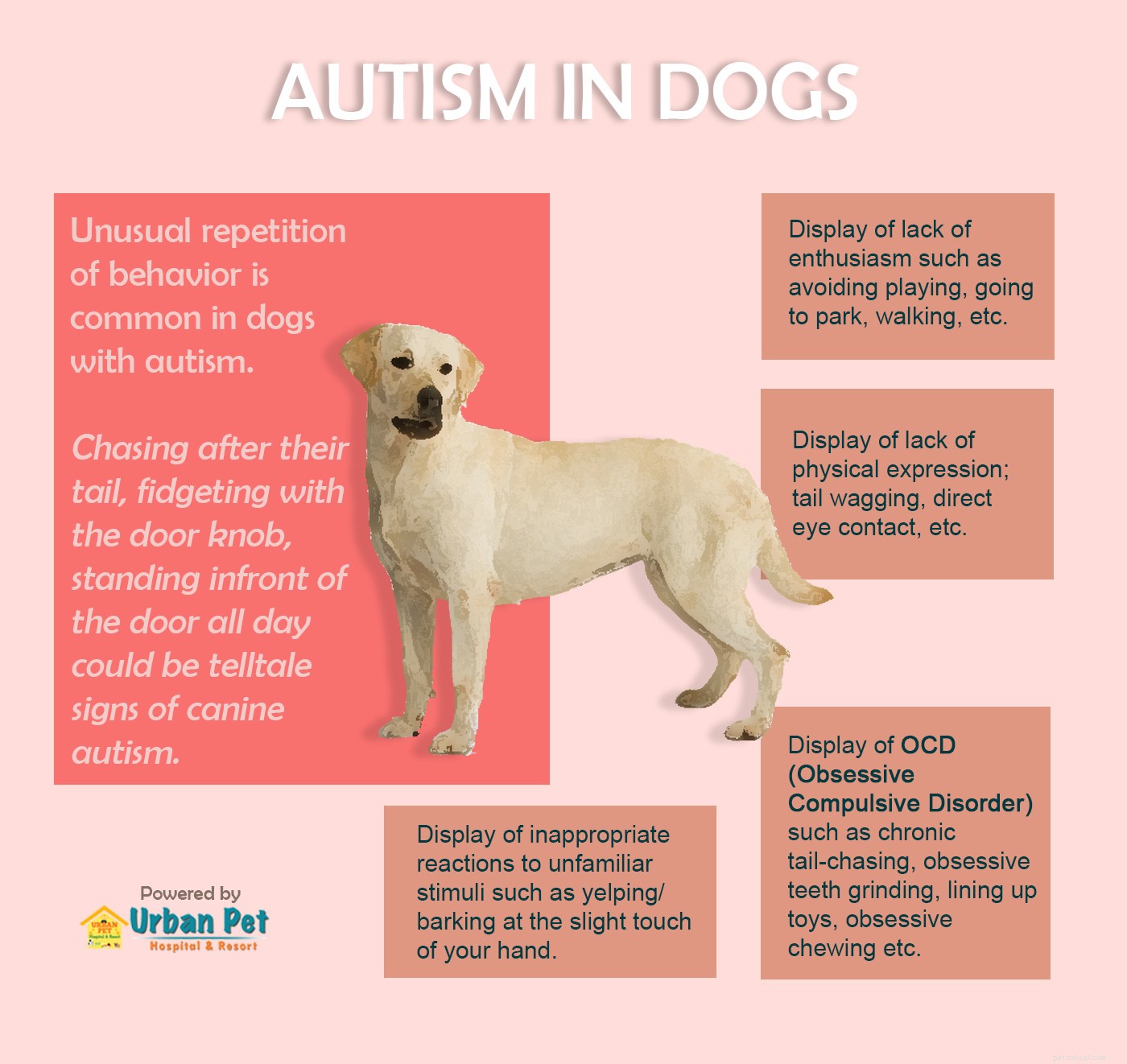 Как распознать аутизм у собак?