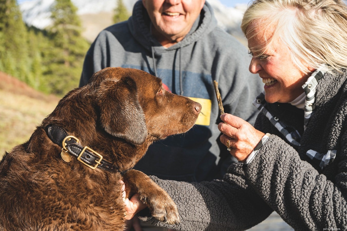 Come garantire una fantastica esperienza di pensione per animali domestici?