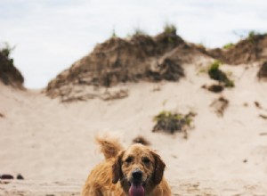 Seu animal de estimação precisa de um exame fecal regular