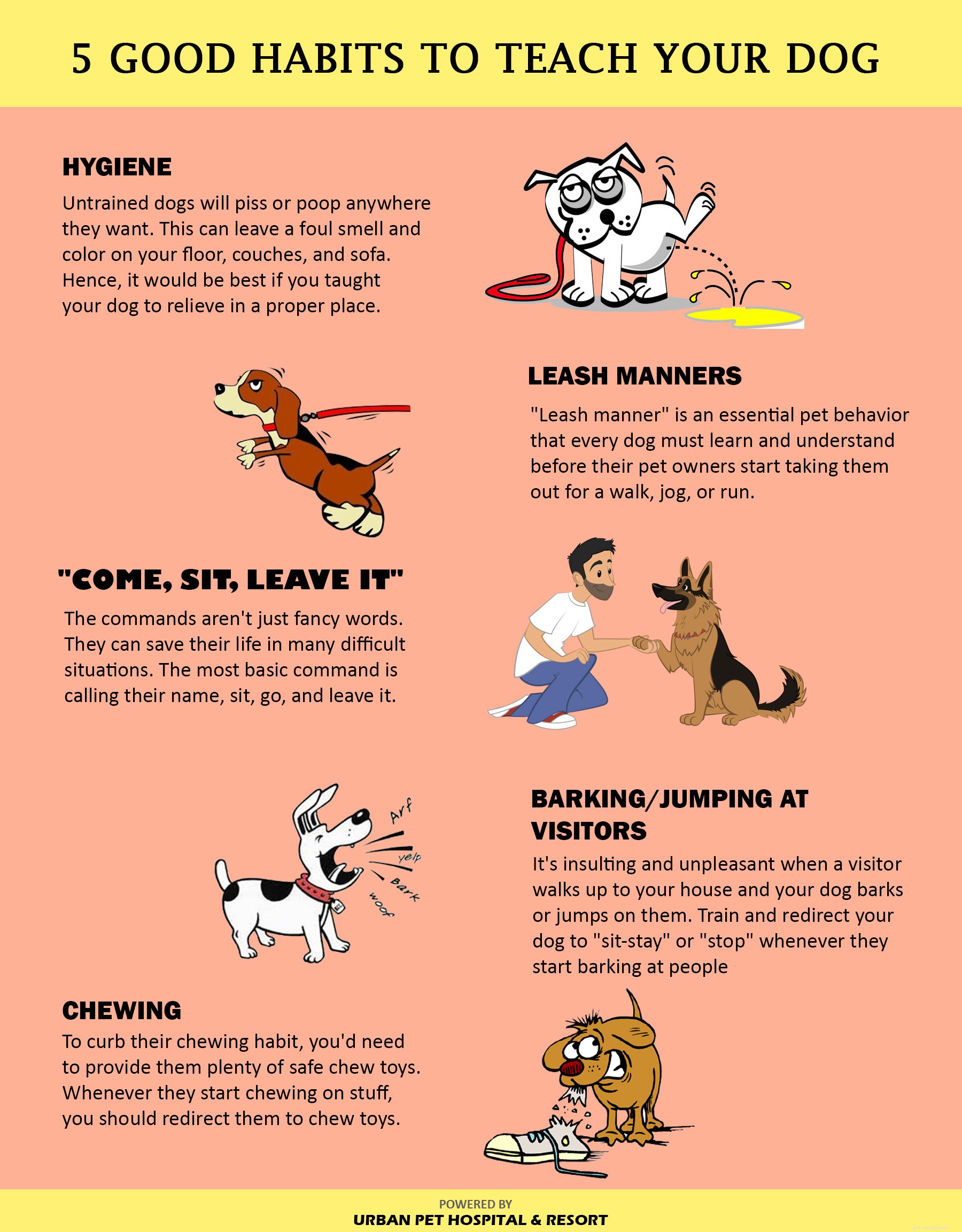 5 bons hábitos para ensinar seu cão