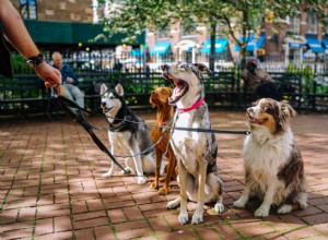 Os cães reagem de forma diferente na sua frente?