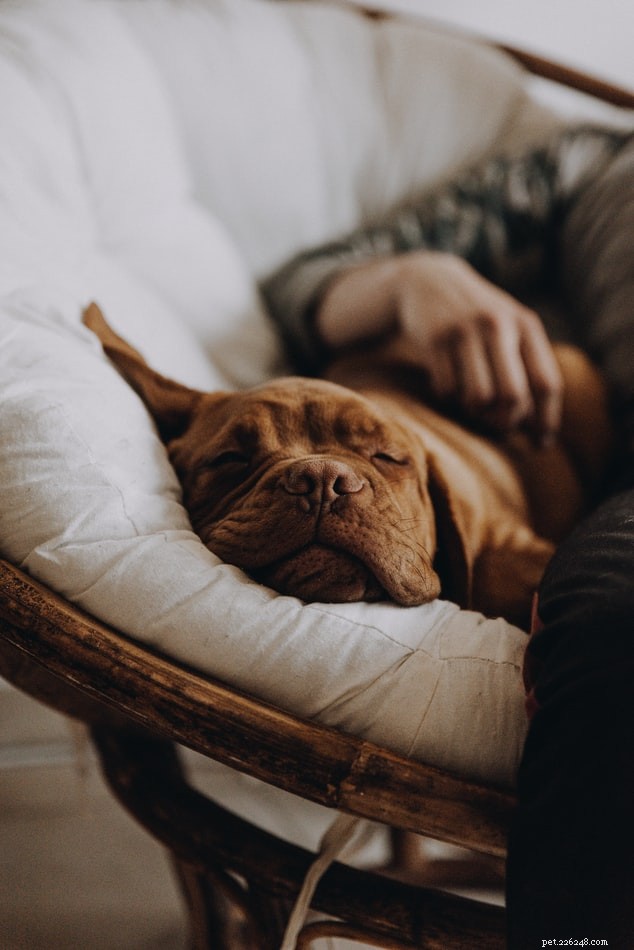 犬を同じベッドで寝かせることはできますか？ 
