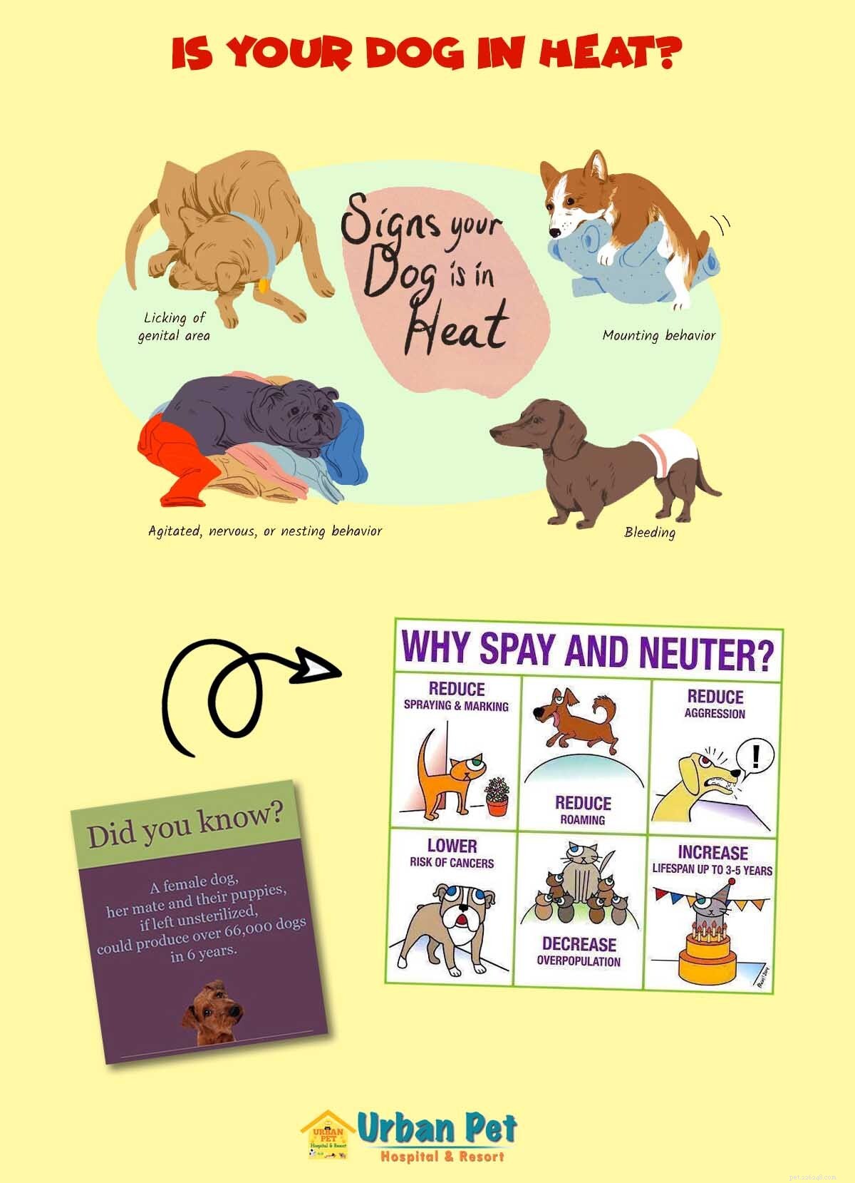 犬が暑い場合はどうすればよいですか？ 