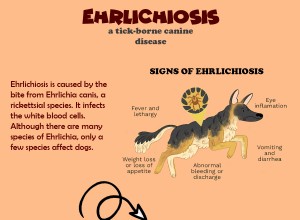 エールリヒア症：この犬の病気について知っておくべきことすべて 
