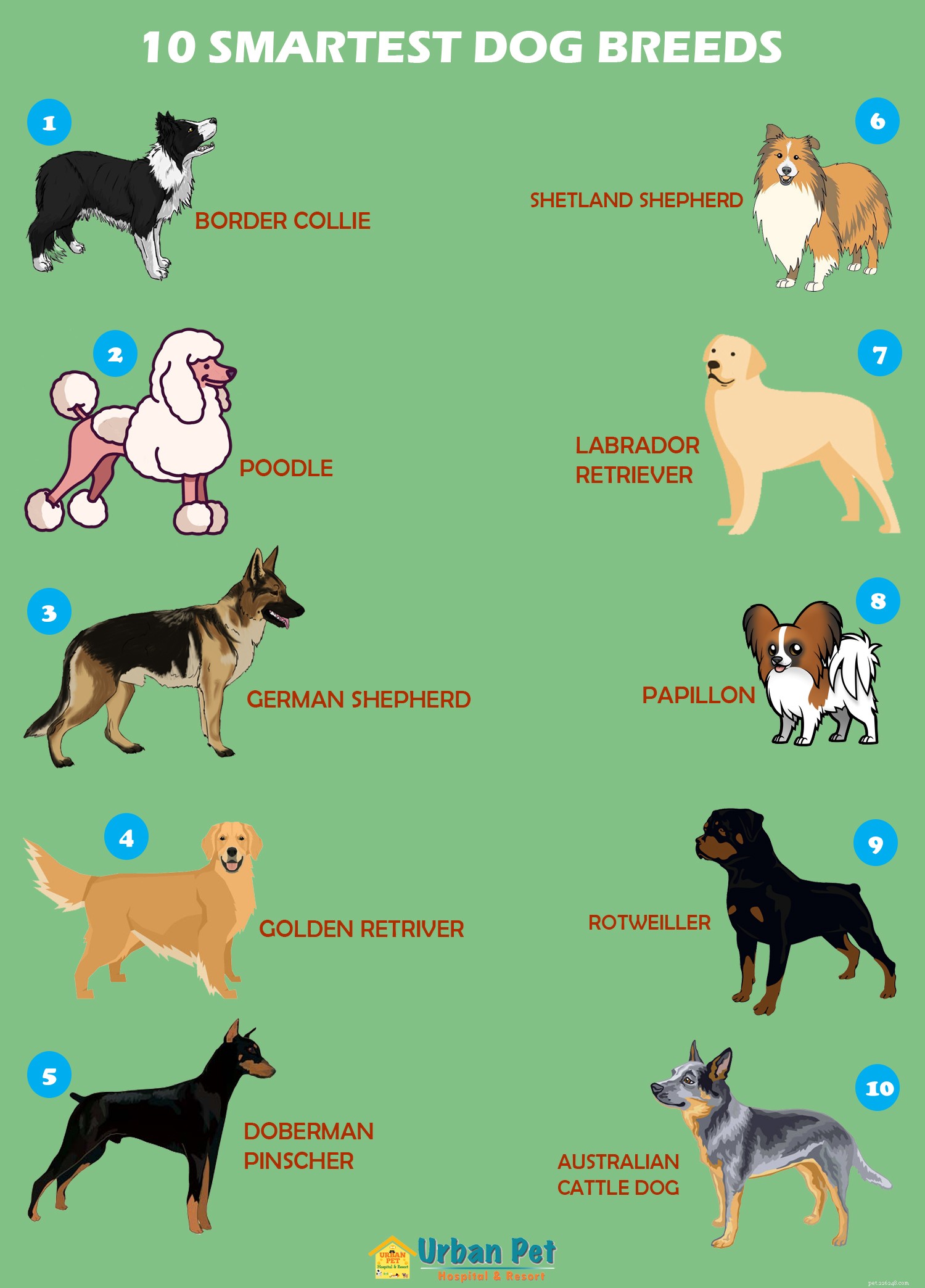 10 raças de cães mais inteligentes