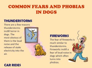 Medos e fobias comuns em cães