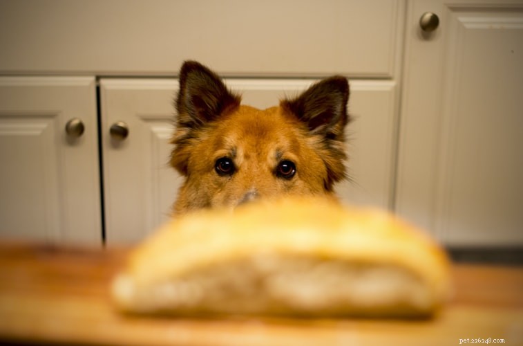 犬のための6つの最高のカルシウムが豊富な食品 
