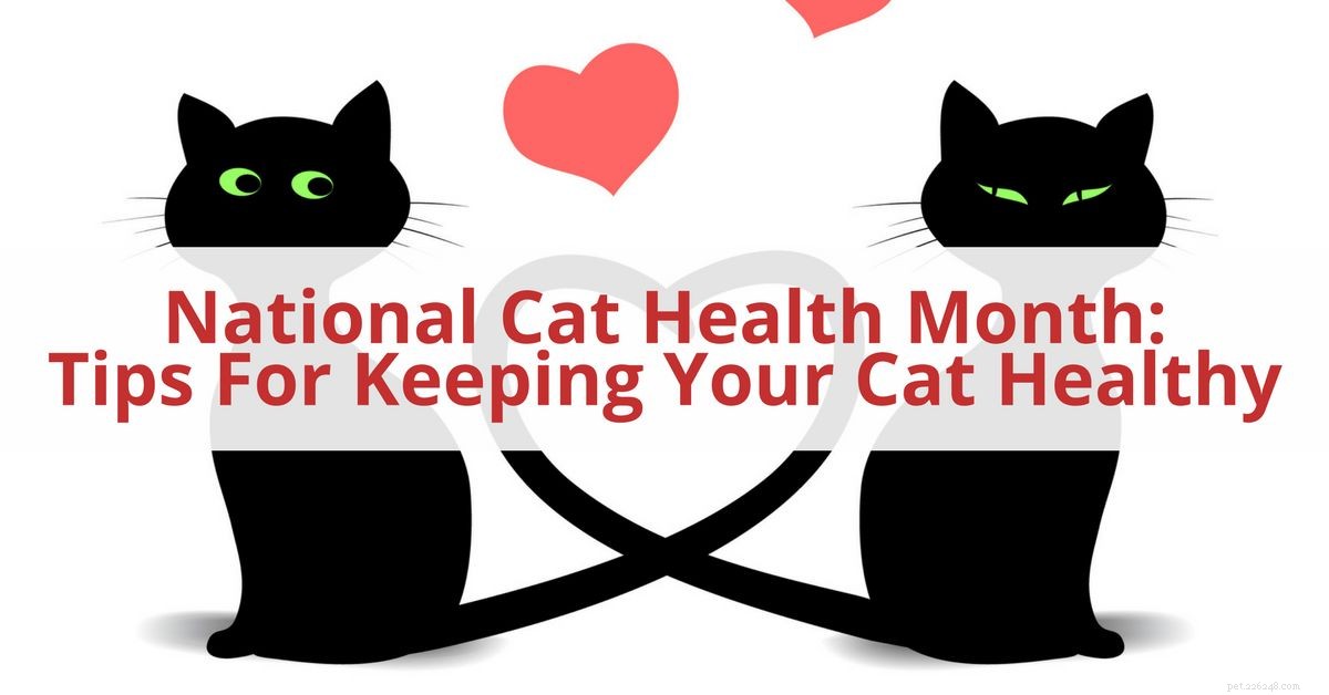 Mese nazionale della salute dei gatti