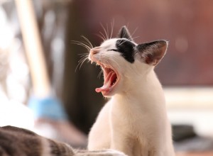 고양이를 올바르게 대하는 5가지 방법