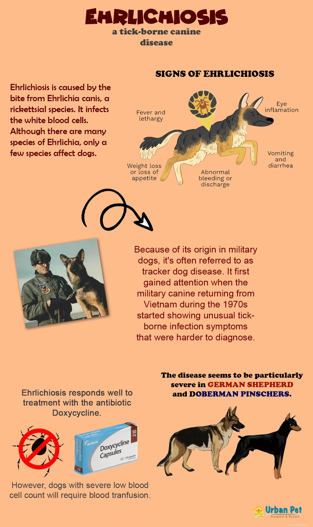 EHRLICHIOSI:tutto ciò che devi sapere su questa malattia canina