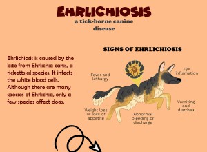 EHRLICHIOSIS :이 개 질병에 대해 알아야 할 모든 것