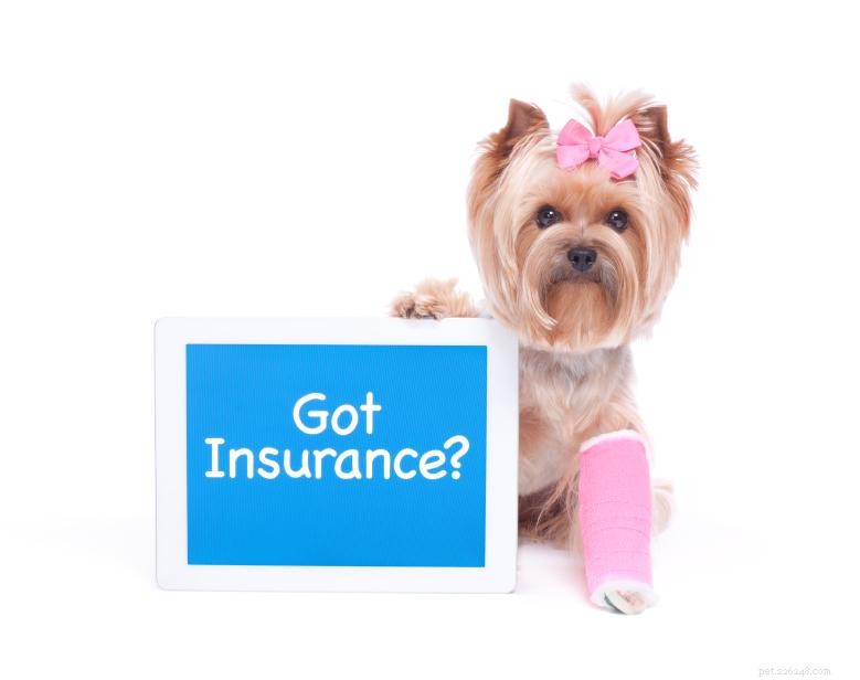 Come funziona l assicurazione per animali domestici