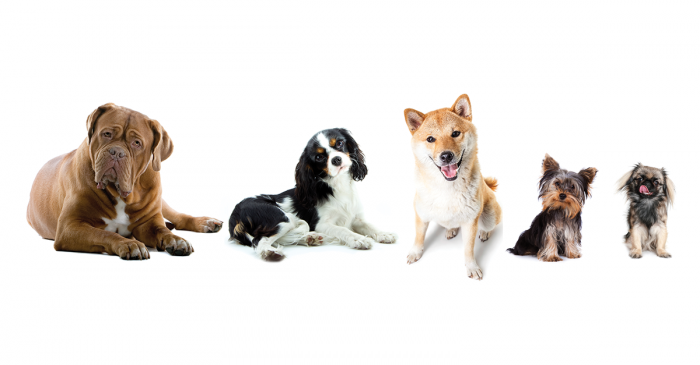 Hur fungerar husdjursförsäkring