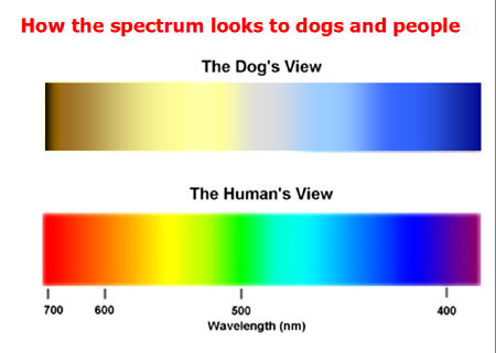 Je váš pes barvoslepý?
