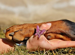 Como proteger as patas do seu animal de estimação neste inverno?