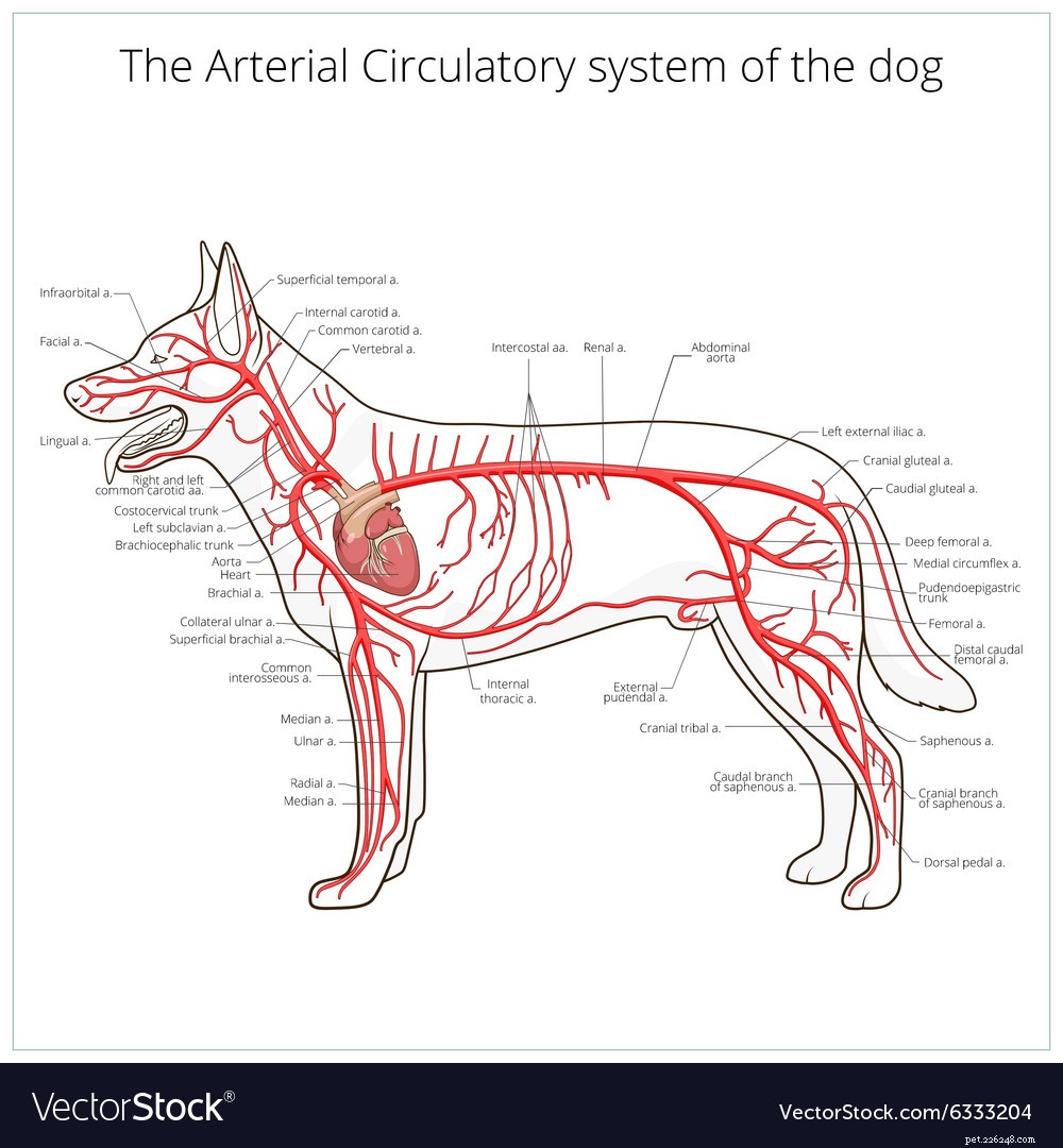 Malattie cardiache nei cani:sintomi, prevenzione, diagnosi e cura