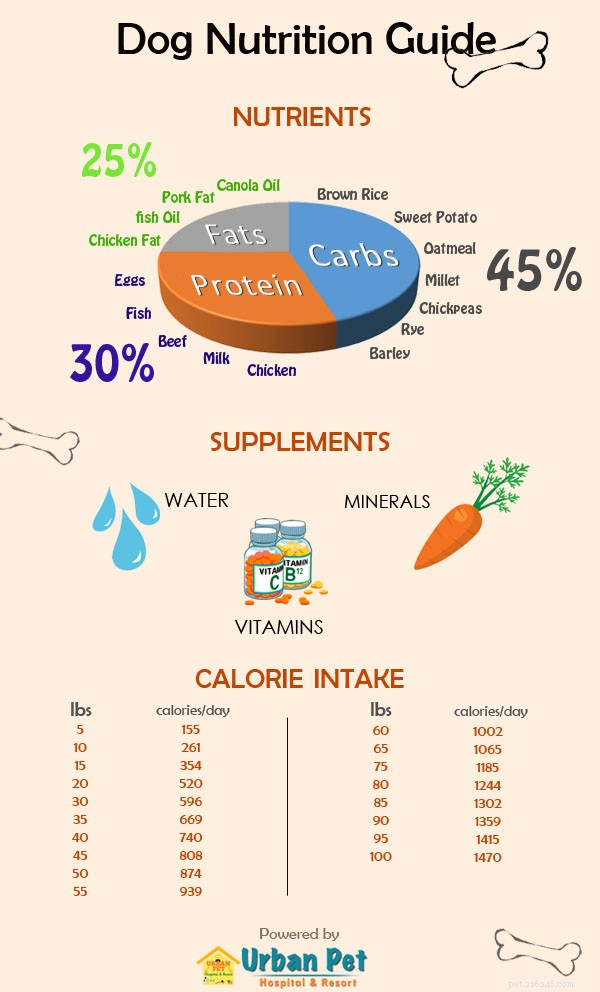 Tableau nutritionnel quotidien des chiens [infographie]