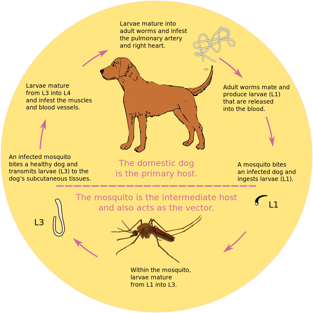 Как предотвратить сердечного червя у домашних животных