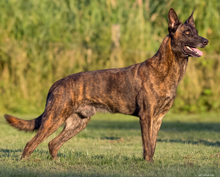 5 mest pålitliga polishundar