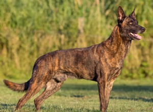 5 cães policiais mais confiáveis