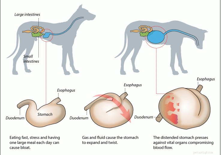 Как лечить чувствительный желудок у собак