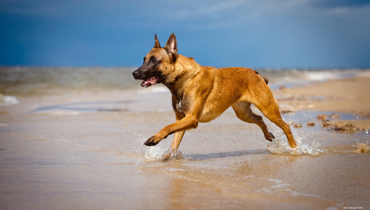 Watertherapie voor honden