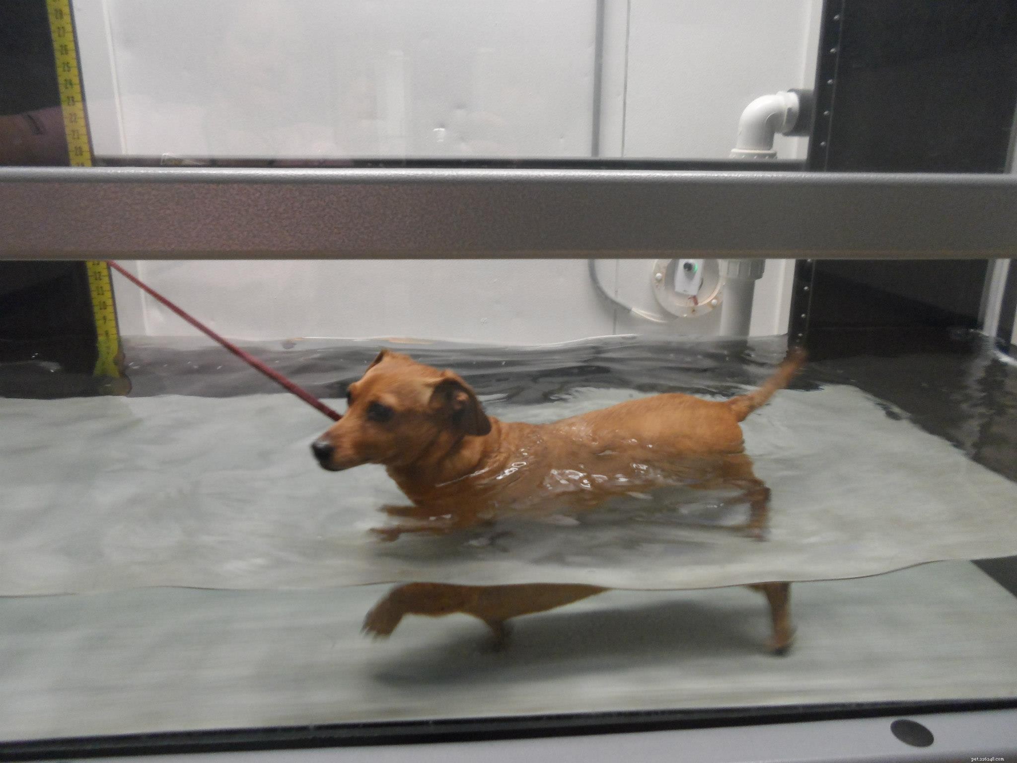 犬のための水治療法サービス 
