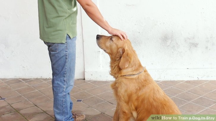 Come addestrare il tuo cane a restare?