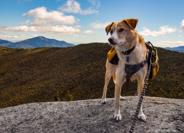 Escursionismo o zaino in spalla con il tuo cane