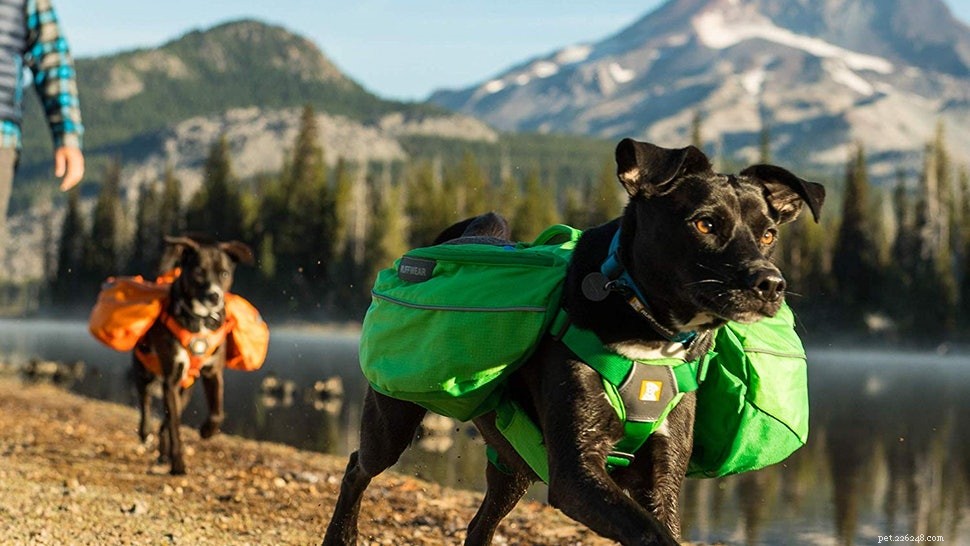 Wandelen of backpacken met je hond