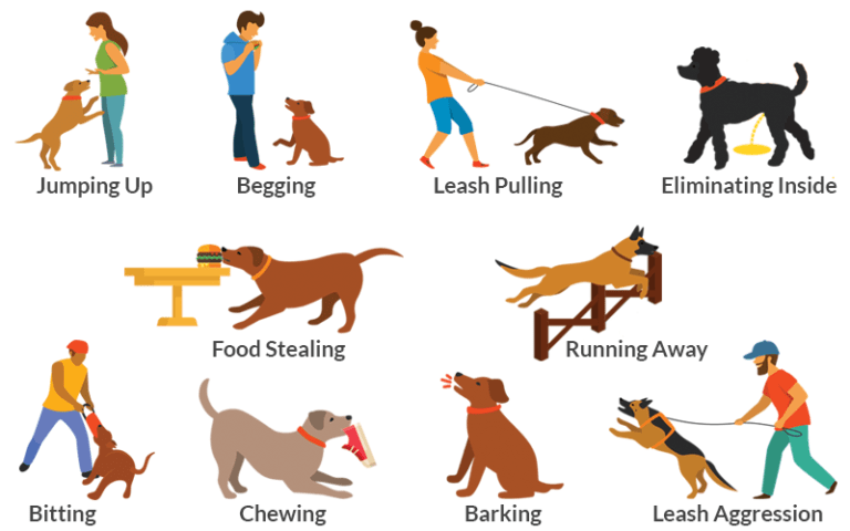 攻撃的な犬の行動の原因は何ですか？ 