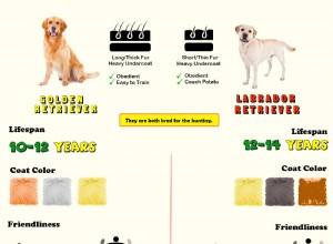 Golden Retriever ou Labrador [Infográfico]