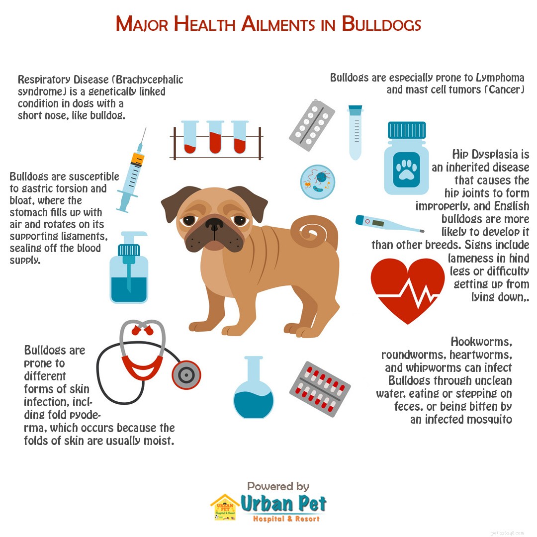 Principais doenças enfrentadas pelo Bulldog [Infográfico]