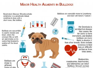 Principais doenças enfrentadas pelo Bulldog [Infográfico]