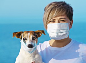 개가 코로나19에 감염될 수 있습니까?