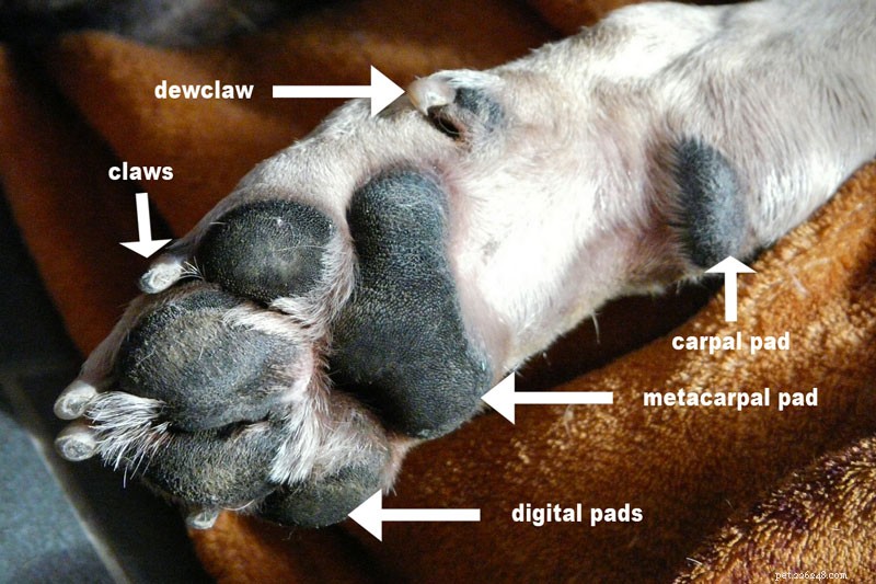 8 problemas comuns nas patas dos cães