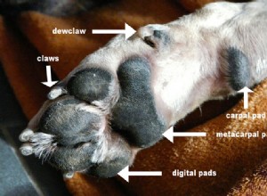 8 problemas comuns nas patas dos cães