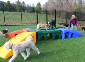 Escolhendo uma creche para cachorros