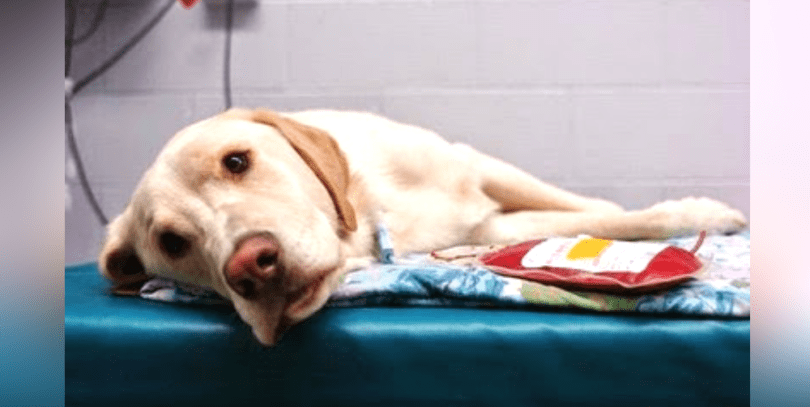 Votre chien peut-il devenir donneur de sang canin ?
