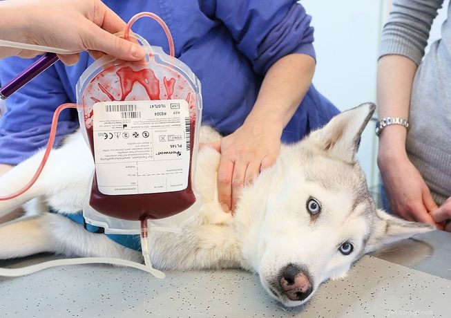 Votre chien peut-il devenir donneur de sang canin ?