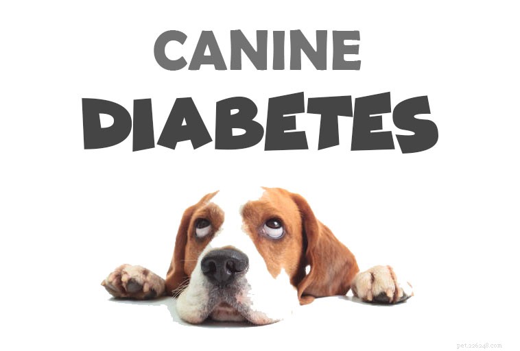 개가 당뇨병인지 확인하는 방법
