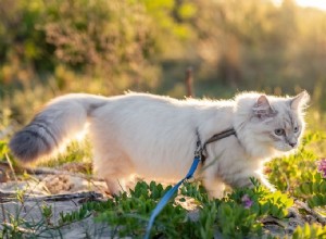 Laten we een kattenwandeling maken!