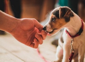 あなたの犬を訓練するために報酬と積極的な強化を使用する 