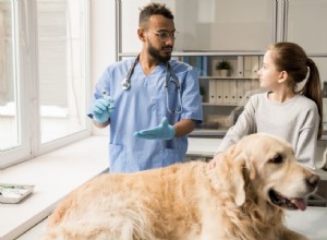 애완동물 보험 비용:확실한 가이드
